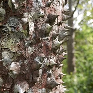 Spines of the Sandbox tree, also Possumwood, Jabillo or Monkey no-climb tree -Hura crepitans-, Rincon de la Vieja National Park, Guanacaste Province, Costa Rica, Central America