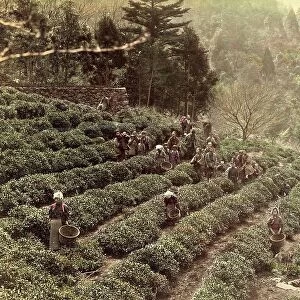 Tea plantation, cultivation and harvesting of tea, around 1870, Japan, Historic, digitally restored reproduction from an original of the time
