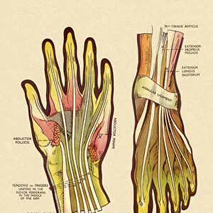 Tendons and Ligaments in Hand and Foot