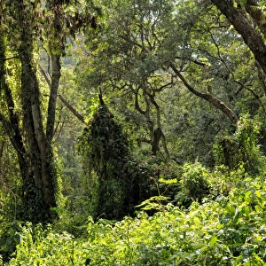 Tropical forest at Mti Mkubwa or Forest Camp (Lemosho trail), Kilimanjaro National Park