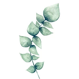 Watercolor eucalyptus leaf