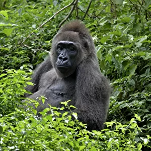 Western Lowland Gorilla -Gorilla gorilla-, Cameroon, Central Africa, Africa