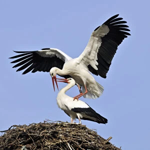 White Storks -Ciconia ciconia-, mating on a storks nest