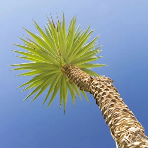 Yucca against blue sky, Italy