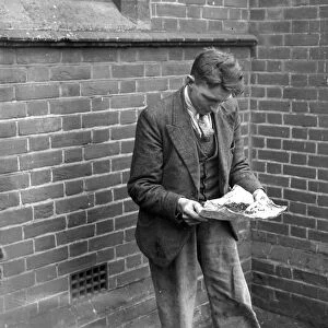 A catch of dead flies from a church in Swanley, Kent. 1934