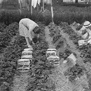 First strawberries from Hampshire beds. Women because in some address carrying home