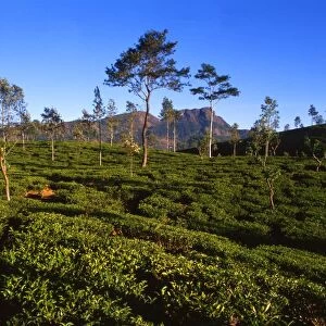 Tea Plantation at Ramboda, Sri Lanka. An image with tea pickers, photographed