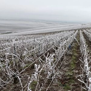 France-Vineyard-Agriculture