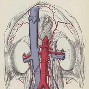 The abdominal aorta and its branches (engraving)