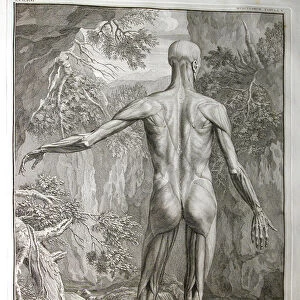 Albinus I, Pl. V: Musculature, illustration from Tabulae sceleti et musculorum