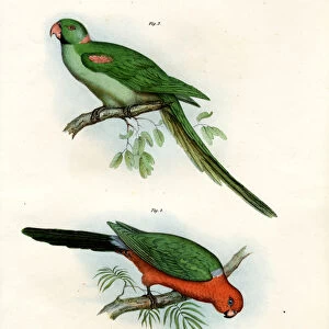 Alexandrine Parakeet, 1864 (colour litho)