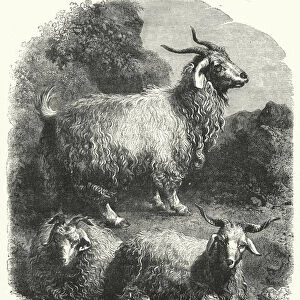 Angora Goats (engraving)