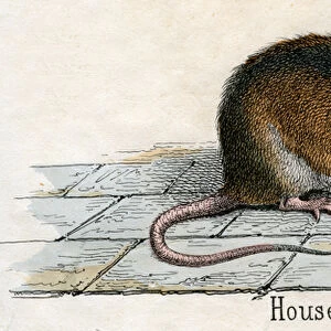 Antique Print of a House Mouse, 1859 (coloured engraving)