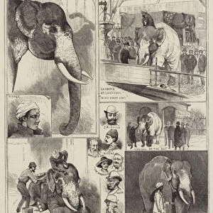 Arrival of the "White Elephant"from Burmah (engraving)