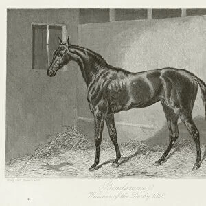 Beadsman, foaled 1855 (b / w photo)