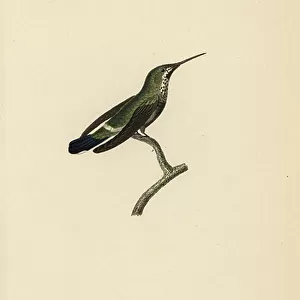 Black Bellied Thorntail