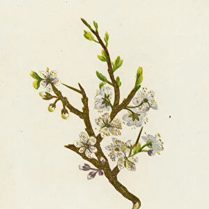 Blackthorn, or Sloe, Prunus Spinosa (colour litho)