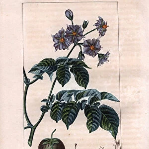 Botany: potato - Potato plant, flowers and fruit, Solanum tuberosum. Handcoloured stipple copperplate engraving by Lambert from a drawing by Pierre Jean-Francois Turpin from Chaumeton, Poiret et Chamberets "La Flore Medicale