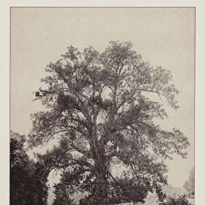British Trees: Black Poplar, Ipswich, Suffolk (b / w photo)