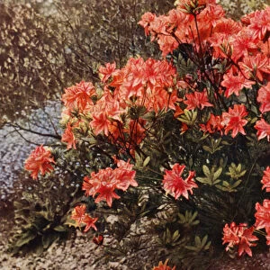 A Bush of Hardy Azalea (colour photo)
