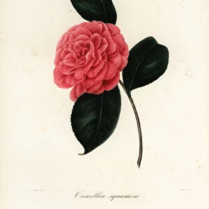 Camellia japonica variety, Camellia squamosa or Camellia squammosa