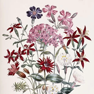 Catchfly (Silene), 1843-49 (hand-coloured lithograph)
