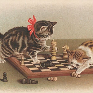 Cats playing chess (chromolitho)