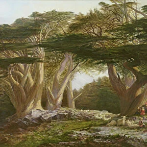 The Cedars of Lebanon, 1861 (oil on canvas)