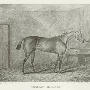 Chateau Margaux, foaled 1822 (b / w photo)