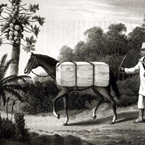A Cotton Carrier, from Travels in Brazil, 1819 (litho) (b / w print)