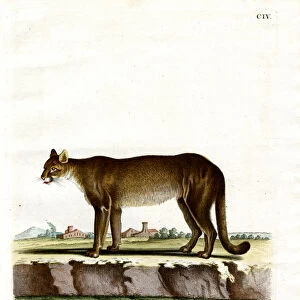 Cougar (coloured engraving)