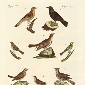 Different kinds of larks (coloured engraving)