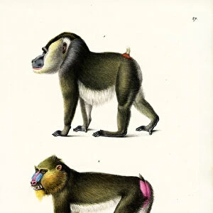Drill, 1824 (colour litho)