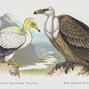 The Egyptian Scavenger Vulture, The Griffon Vulture (chromolitho)