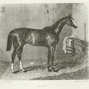 Elis, foaled 1833 (b / w photo)