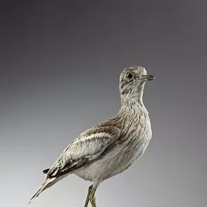 Eurasian Stone Curlew