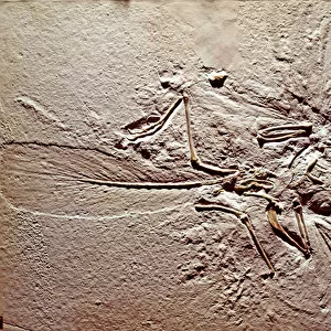Fossil of the bird Archaeopteryx (Lithography)
