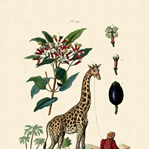 Giraffe, 1833-39 (coloured engraving)