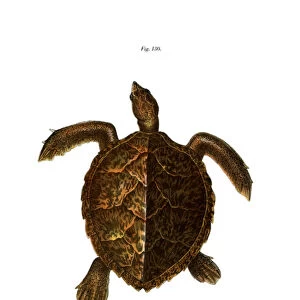 Hawksbill Turtle (colour litho)