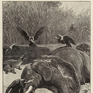 "How are the mighty fallen!", a Scene on the Banks of the Limpopo River, South Africa (engraving)