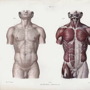Illustration for The Anatomy of the External Forms of Man: Male torso, front view (colour litho)