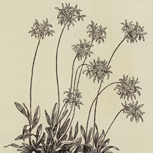 Laelia superbiens in Flower, at the Horticultural Societys Gardens, at Chiswick (engraving)