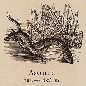 Le Vocabulaire Illustre: Anguille; Eel; Aal (engraving)