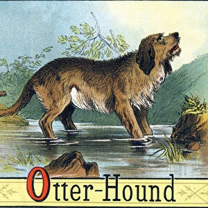 Letter O: Otter-Hound (Otterhound (Otter Hound) or Common Dog used to hunt otters
