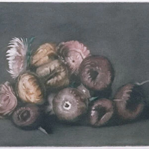 Still Life of Dried Flowers (coloured mezzotint)