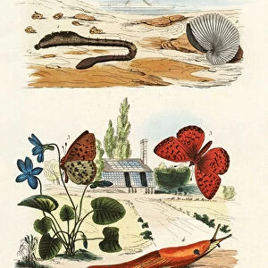 Lungworm, 1833-39 (coloured engraving)