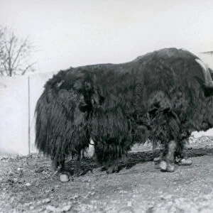 A male yak standing in his paddock at London Zoo in 1928 (b / w photo)