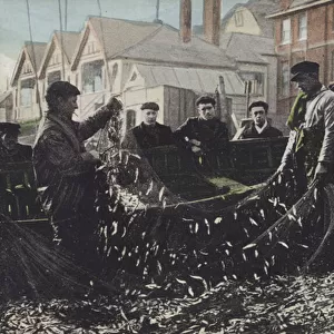 Morning catch of sprats, Deal (colour photo)