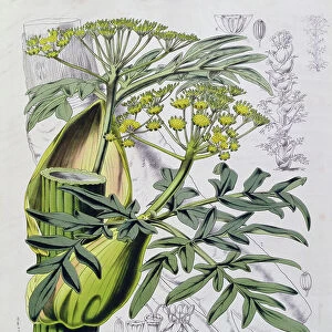Narthex Asafoetida (colour engraving)