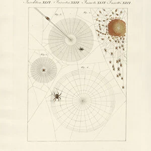 Natural history of the spider (coloured engraving)